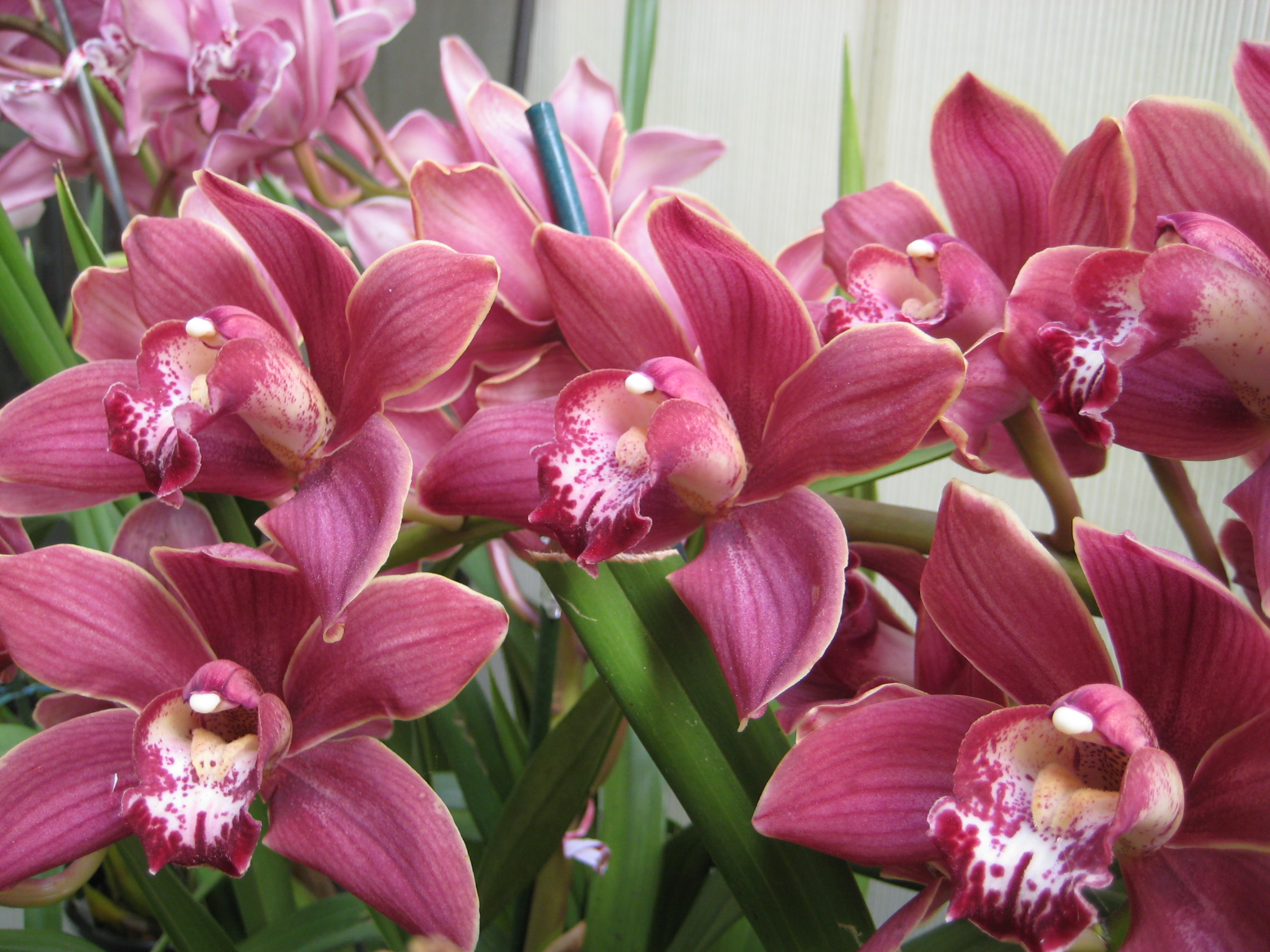 orchid flowers are considered as the most beautiful flowers on earth ...