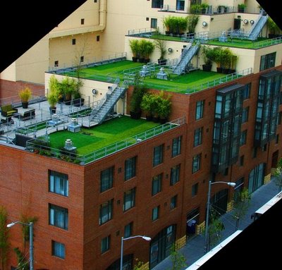 Easy Steps to Create a Rooftop Garden
