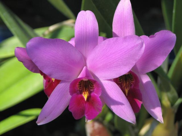 Soft Orchid Color