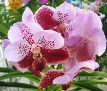  Popular Types Flowers on Vanda Orchid Is A Type Of Orchid Plants Having Almost 50 Species It Is