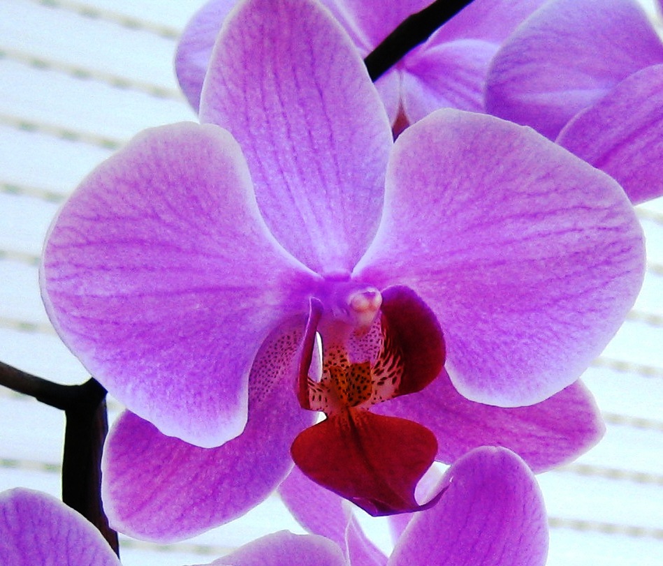 Watering Orchids When Blooming