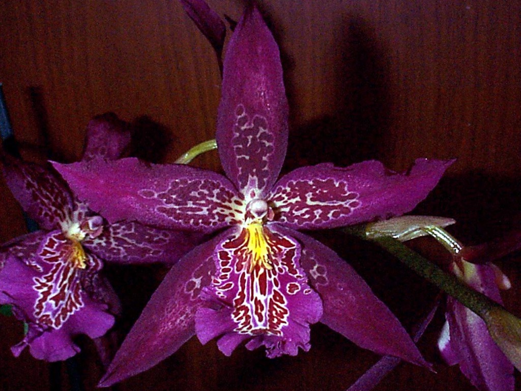 Orchid Plant Types