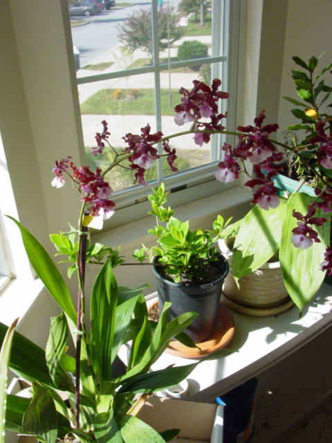 What are some tips for caring for potted orchid plants?