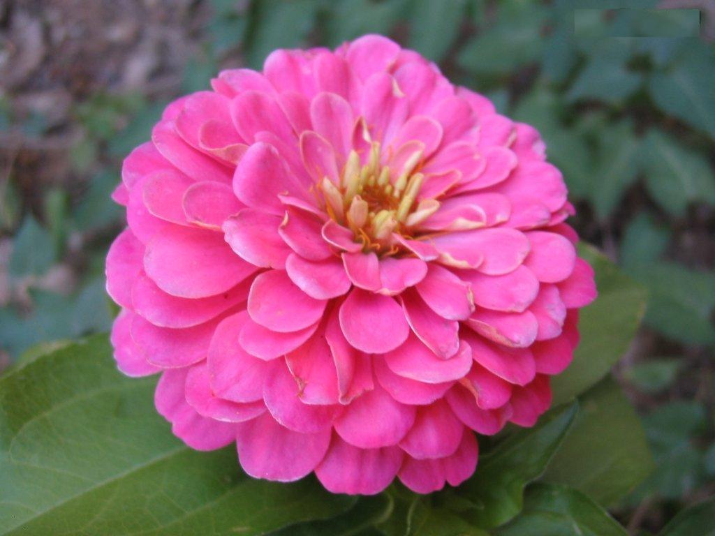 Tips to Grow Zinnia Flowers  Orchid Flowers