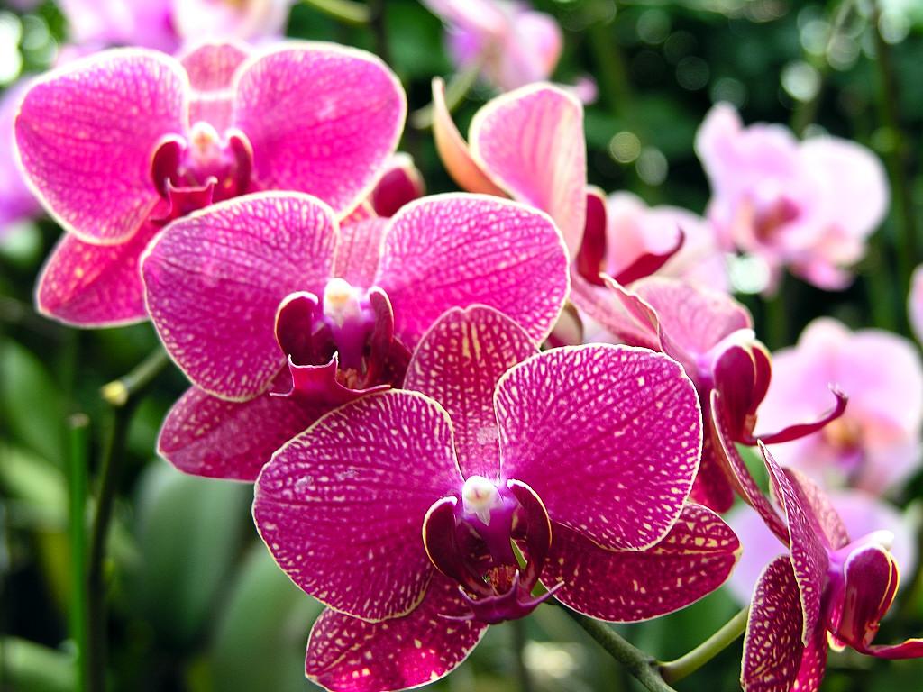 Types Of Purple Orchids